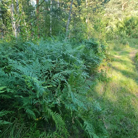 Raja Metsaglaemping *