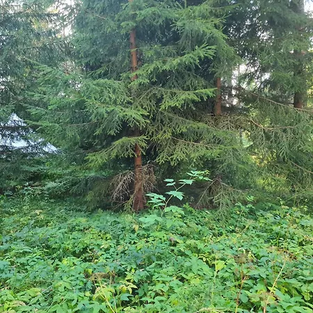 Glamping Raja Metsaglaemping Kanassaare